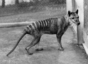 Beutelwolf 1928 im Zoo von Hobart - Fotografiert von Benjamin A. Sheppard