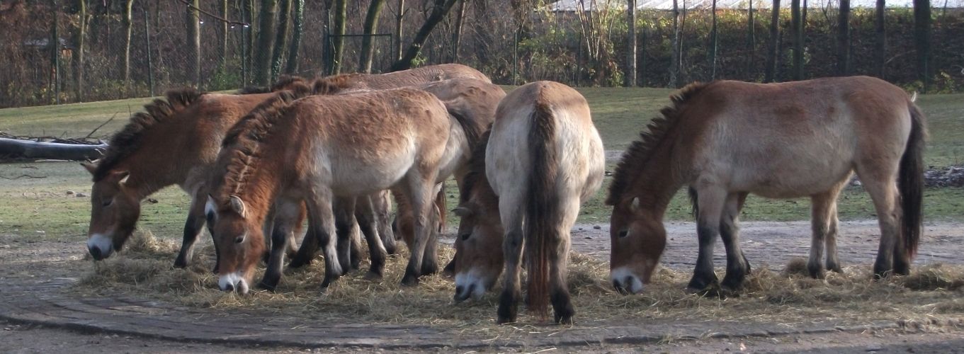 Przewalski-Pferd (Tierpark Hellabrunn)