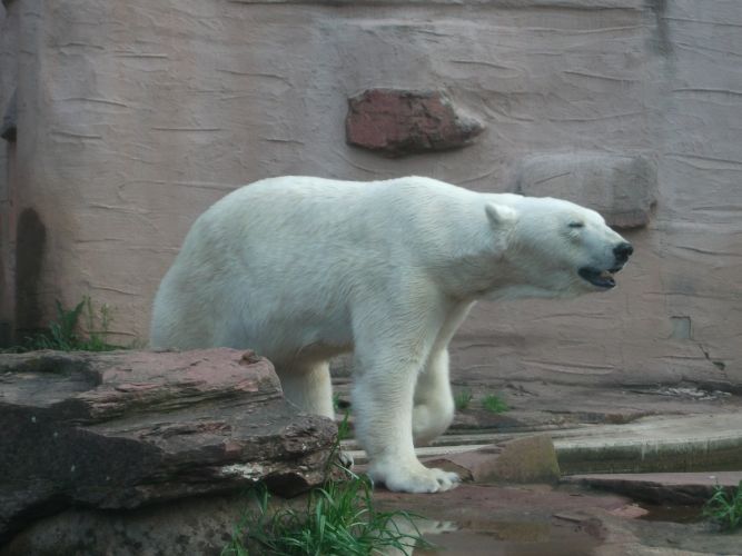 Eisbär (Tiergarten Nürnberg)