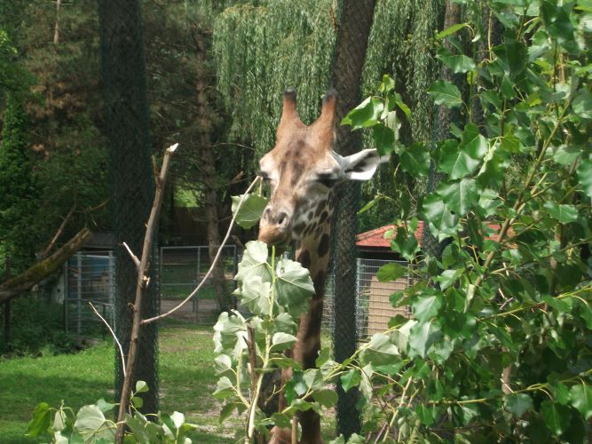 Rothschild-Giraffe (Zoo Schmiding)