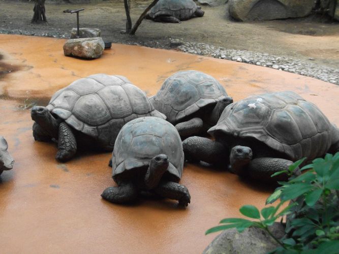 Aldabra-Schildkröte (Tierpark Hellabrunn)