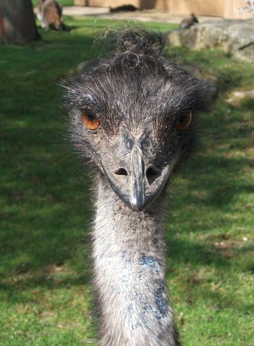 Emu (Tiergarten Straubing)
