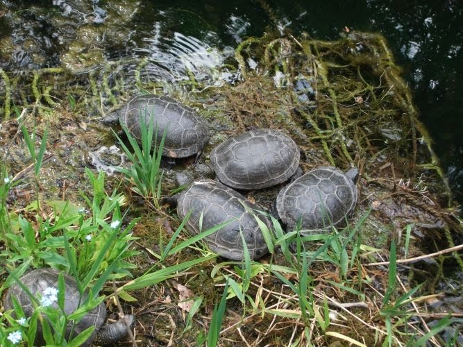 Europäische Sumpfschildkröte (Tierpark Hellabrunn)