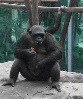 Schimpanse (Tierpark Hellabrunn)