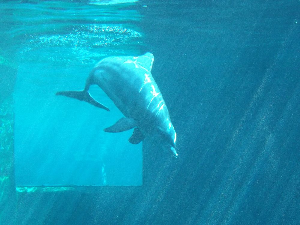 Delfin im blauen Salon (Tiergarten Nürnberg)