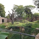 Gorillagarten (Zoo Krefeld)