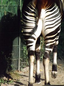 Okapi von hinten (Zoo Berlin)
