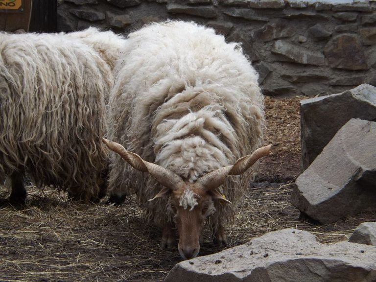 Portrait Zackelschaf Der BeutelwolfBlog