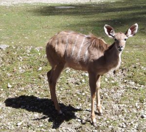 Großer Kudu, Jungtier (Tierpark Hellabrunn)