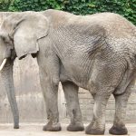 Afrikanischer Elefant (Thüringer Zoopark)