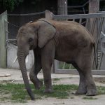 Afrikanischer Elefant (Tiergarten Schönbrunn)