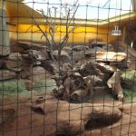 Innenanlage der Klippschliefer (Thüringer Zoopark)