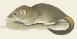 Bürstenschwanzbeutelmaus (Spencer, B. - Spencer, B. 1896. Mammalia. Pp. 1–52 in: Spencer, B. (ed.), Report on the work of the Horn Scientific Expedition to Central Australia. Part 2.–Zoology. Melville, Mullen and Slade: Melbourne)