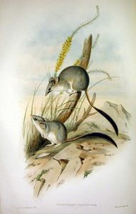 Kleiner Pinselschwanzbeutler (John Gould)