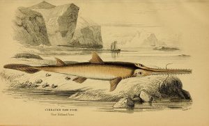 Langnasen-Sägehai (Ichthyology/edited by William Jardine)