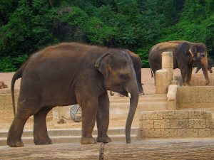 Asiatischer Elefant (Erlebniszoo Hannover)