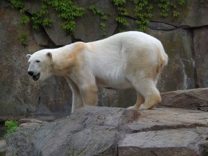 Eisbär (Zoo Berlin)
