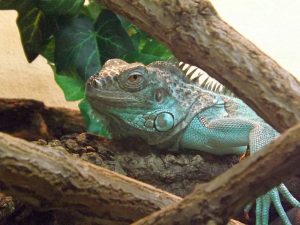 Grüner Leguan, blau (Reptilienzoo Königswinter)