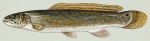 Kahlhecht (Duane Raver/U.S. Fish and Wildlife Service)