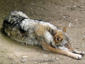 Wolf (Bayerwald-Tierpark Lohberg)