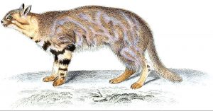 Leopardus pajeros (Jean-Gabriel Prêtre)