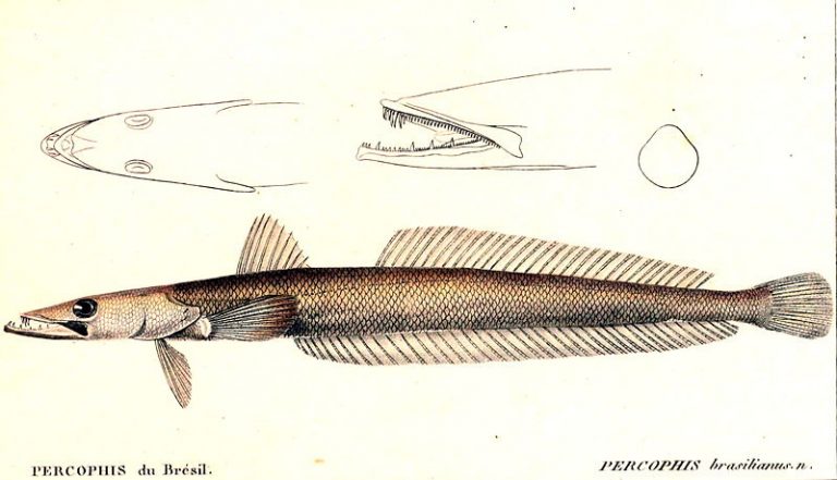 Portrait Percophis brasiliensis Der BeutelwolfBlog