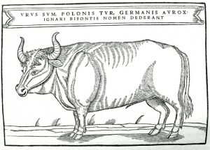 Auerochse (Sigismund von Herberstein): Ich bin der Ur, polnisch Tur, deutsch der Auerochs, Ungelehrte nennen mich Bison