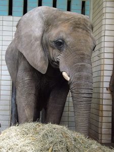 Afrikanischer Elefant (Zoo Magdeburg)