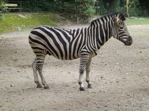 Chapman-Zebra (Naturzoo Rheine)