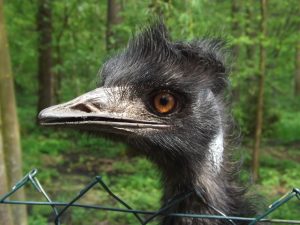 Emu (Vogelpark Abensberg)