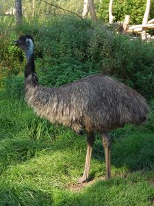 Emu (Raritätenzoo Ebbs)