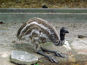 Emu (Vogelpark Viernheim)