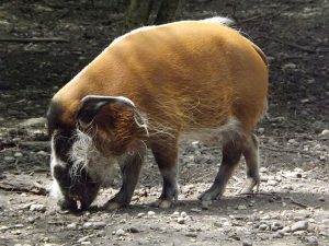 Pinselohrschwein (Tierpark Hellabrunn)