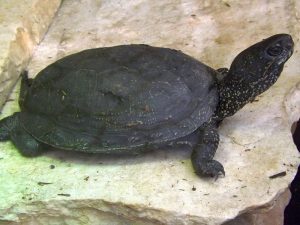 Europäische Sumpfschildkröte (Tiergarten Straubing)