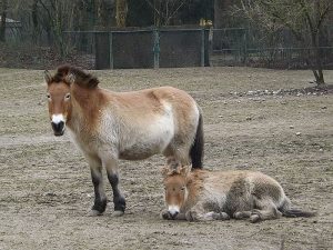 Przewalski-Pferd (Tierpark Hellabrunn)