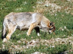 Wolf (Wildpark Bad Mergentheim)