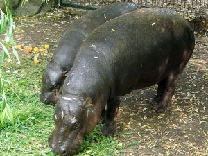 Zwergflusspferd (Zoo Plzen)