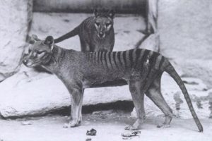Beutelwolf (E. J. Keller Baker, Washington D.C. National Zoo, ca. 1904)