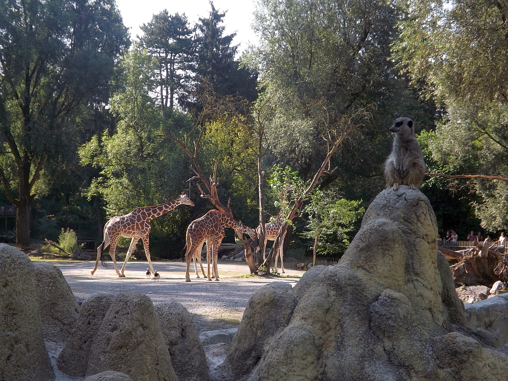 Giraffenanlage (Tierpark Hellabrunn)