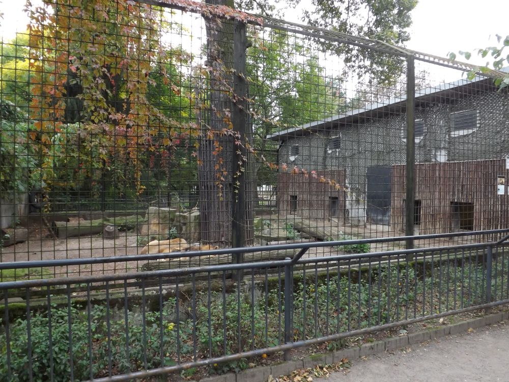 Löwenanlage, noch mit Löwen (Zoo Hoyerswerda)