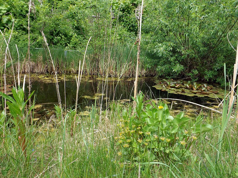 Sumpfschildkrötenanlage (Tiergarten Eisenberg)