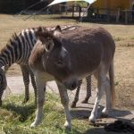 Zebra und Esel (Tiererlebnispark Müritz)