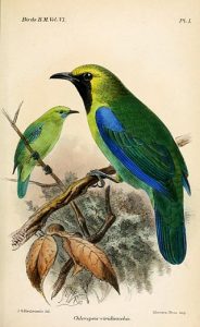 Blauflügel-Blattvogel (John Gerrard Keulemans)