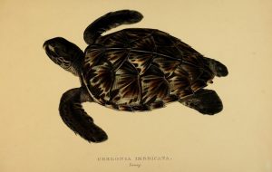Echte Karettschildkröte (Gray, John Edward; Lear, Edward; Sowerby, James de Carle)