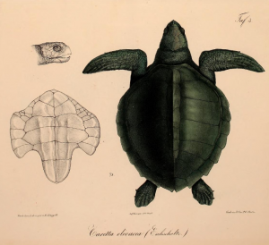Oliv-Bastardschildkröte (Eduard Rüppell)
