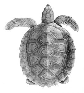 Wallriffschildkröte (Alan Riverstone McCulloch)