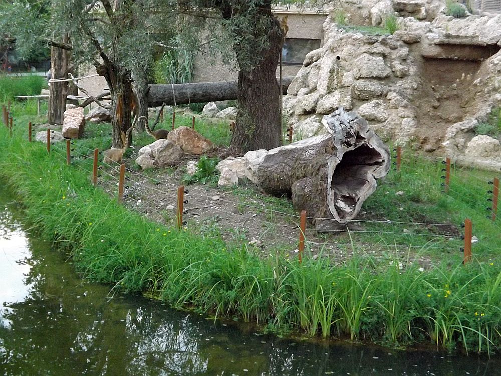 Nasenbärenanlage (Zoo Salzburg)