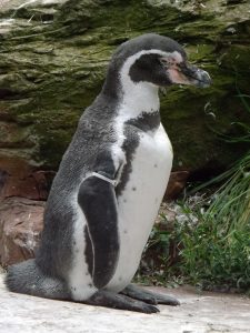 Humboldt-Pinguin (Tiergarten Nürnberg)
