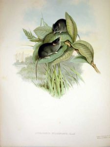 Kleine Schmalfußbeutelmaus (John Gould)