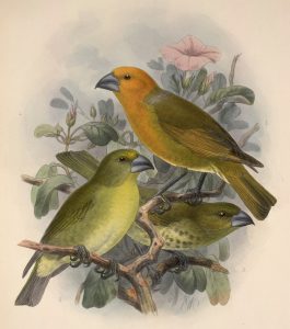 Palmers Papageischnäbler (John Gerrard Keulemans)